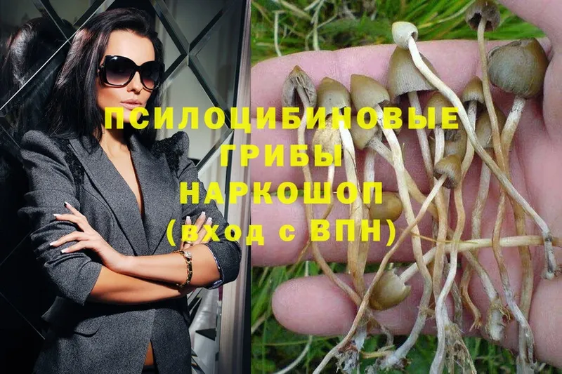 darknet телеграм  Старая Русса  Галлюциногенные грибы Magic Shrooms 